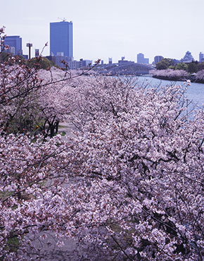 桜の会・平成の通り抜け, 大阪府, 2004年